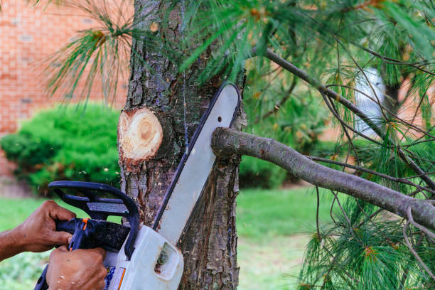 Best Storm Damage Tree Cleanup  in Whiting, WI